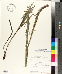 Liatris pycnostachya image