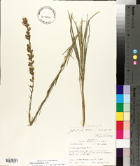 Liatris pycnostachya image