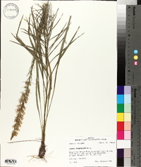 Liatris pycnostachya image