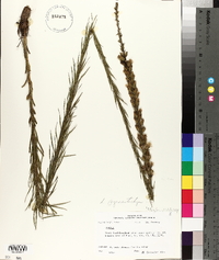 Liatris pycnostachya image