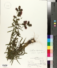 Liatris hirsuta image