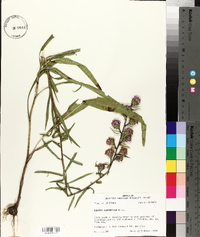 Liatris squarrulosa image