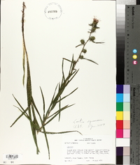 Liatris squarrosa image