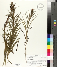 Liatris squarrulosa image