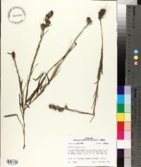 Liatris squarrosa image