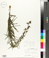 Liatris hirsuta image