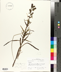 Liatris hirsuta image