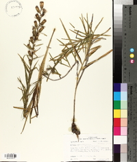 Liatris hirsuta image