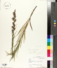 Liatris hirsuta image