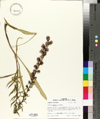 Liatris squarrulosa image