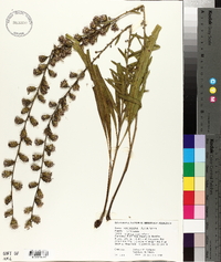 Liatris squarrulosa image