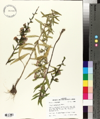 Liatris squarrulosa image