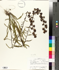 Liatris squarrulosa image