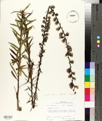 Liatris squarrulosa image