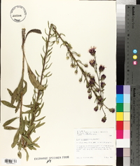 Liatris squarrulosa image