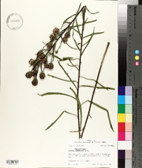 Liatris squarrulosa image