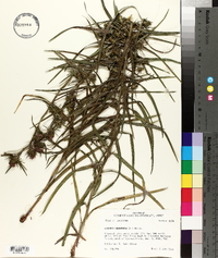 Liatris squarrosa image