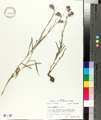 Liatris squarrosa image