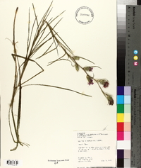 Liatris squarrosa image