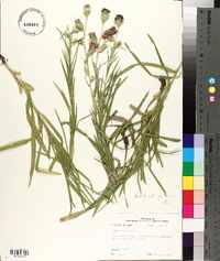 Liatris squarrosa image