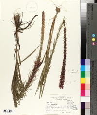 Liatris spicata image