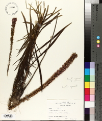 Liatris spicata image