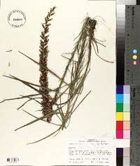 Liatris spicata image