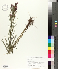 Liatris spicata image