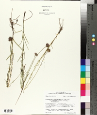 Marshallia graminifolia var. cynanthera image