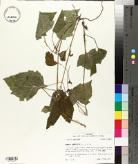 Mikania cordifolia image