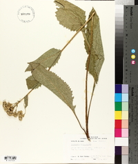 Parthenium integrifolium image