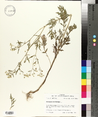 Parthenium hysterophorus image