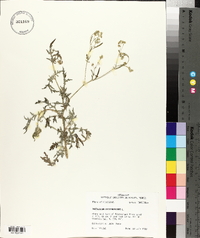 Parthenium hysterophorus image