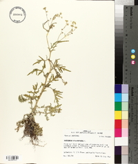 Parthenium hysterophorus image