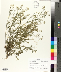 Parthenium hysterophorus image