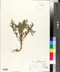 Parthenium hysterophorus image