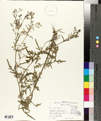 Parthenium hysterophorus image