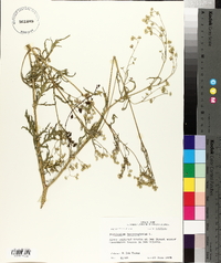 Parthenium hysterophorus image