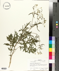 Parthenium hysterophorus image