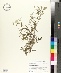 Parthenium hysterophorus image