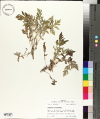 Parthenium hysterophorus image