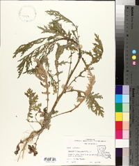 Parthenium hysterophorus image