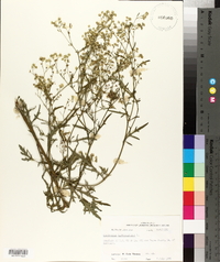 Parthenium hysterophorus image