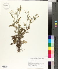 Parthenium hysterophorus image