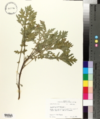 Parthenium hysterophorus image