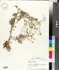 Parthenium hysterophorus image