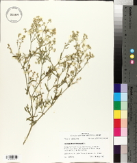 Parthenium hysterophorus image