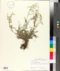 Parthenium hysterophorus image