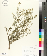 Parthenium hysterophorus image