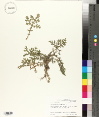 Parthenium hysterophorus image